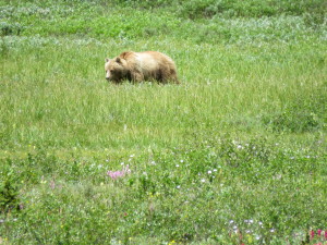 Grizzly Bear in the Rocky Mountains