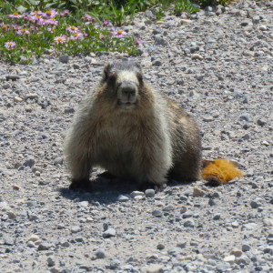 Marmot in the Rocky Mountains