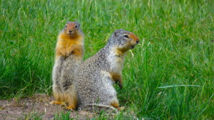 Squirrels in the Rocky Mountains