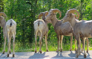 Mountain sheep in the Rocky Mountains