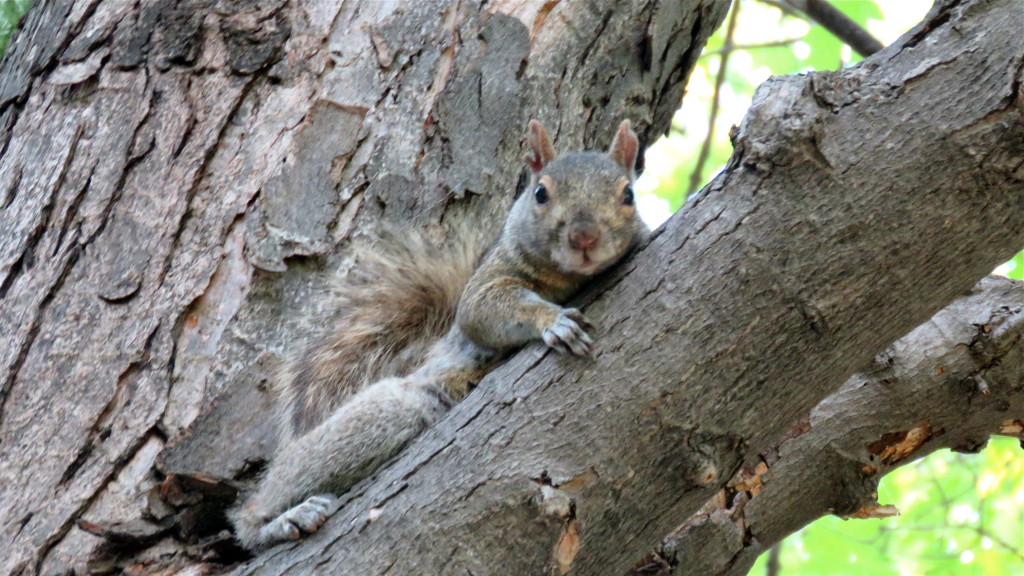 Squirrel in Parc Fontaine