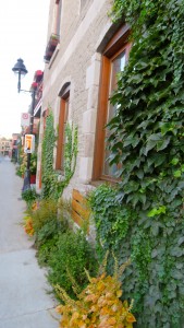 Ivy Walls in Fall, Le Plateau, Montreal
