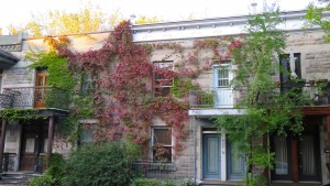Ivy houses, Montreal