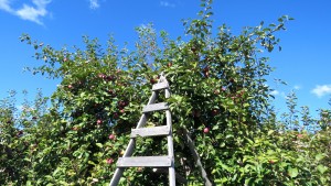 Ladder at orchard, Saint Hilaire, Quebec