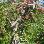 Apple tree, orchard, Saint Hilaire, Quebec