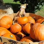 Big pumpkins, Saint Hilaire, Quebec
