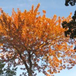 Autumn Leaves, Le Plateau, Montreal