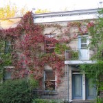 Ivy houses, Montreal