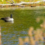 Duck on Lac Hertel, Mont Saint Hilaire, Quebec