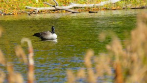 Duck on Lac Hertel, Mont Saint Hilaire, Quebec