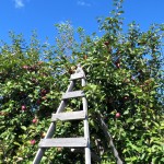 Ladder at orchard, Saint Hilaire, Quebec