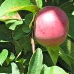Apple on tree branch, Saint Hilaire, Quebec