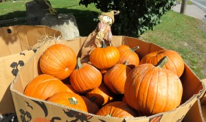 Big pumpkins, Saint Hilaire, Quebec