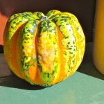 Multi-coloured pumpkin, Quebec